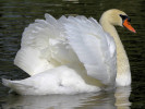 Mute Swan (WWT Slimbridge September 2010) - pic by Nigel Key